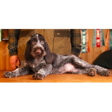 Племенной щенок Руна породы дратхаар Племенной щенок Руна породы дратхаар